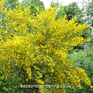 Yellow Broom in Flower