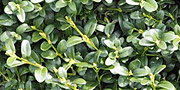 buxus leaves