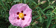 cistus flower