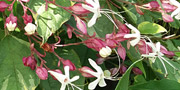 clerodendrum flowers