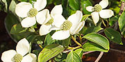 Cornus kousa white flowers