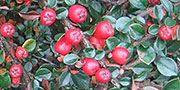 Cotoneaster red berries