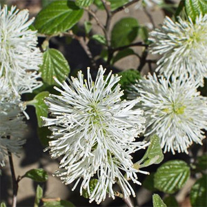 Fothergilla flowers