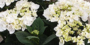 hydrangea white flowers