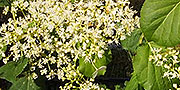 Hydrangea petiolaris flower