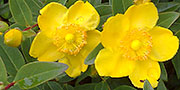 Hypericum yellow flowers