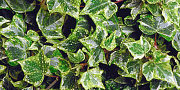 Variageted Ivy