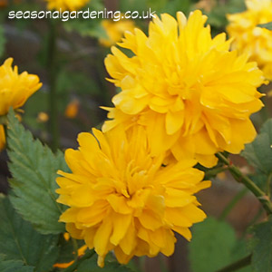 Kerria Yellow Double Flowers