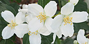 philadelphus white flowers