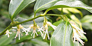 Sarcococca flowers