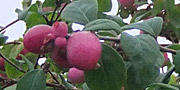 Symphoricarpos Berries