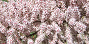 Tamarix pink flowers