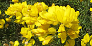 Gorse yellow flowers