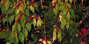 Viburnum with red berries