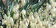 yucca flowers