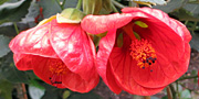 abutilon red flowers