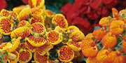 calceolaria flowers