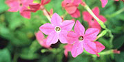 nicotiana flower pink