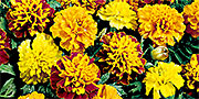 tagetes flowers mixed