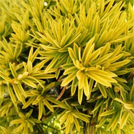 Taxus baccata 'Fastigiata Aurea' 