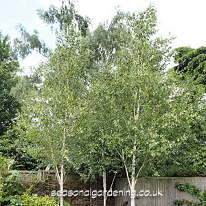 Betula birch