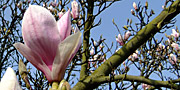 Magnolia soulangeana, saucer flowers