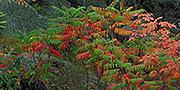 Rhus typhina autumn leaves