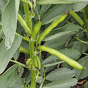 broad beans growing on plant