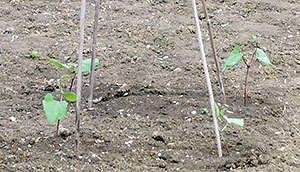 runner beans seedlings with support
