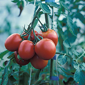 Vegetables Tomato Red Alert Bush 25 Seed Thompson & Morgan 